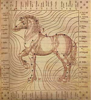 Cavalo Campolina - Morfologia da Raça