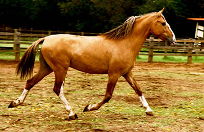 A Marcha do Cavalo Campolina